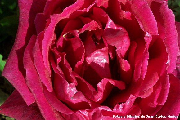 rosa