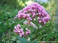 mariposa en valeriana