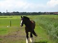 Caballito Fris&oacute;n