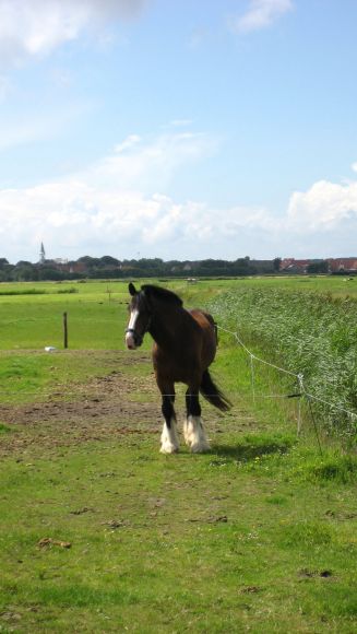 Caballito Frisón