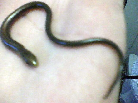 meu pet