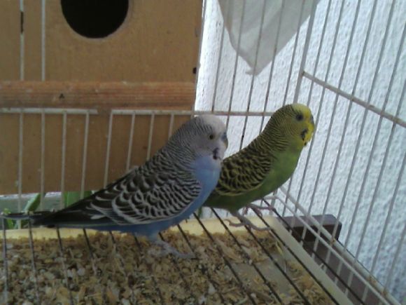 Kuki y Loli