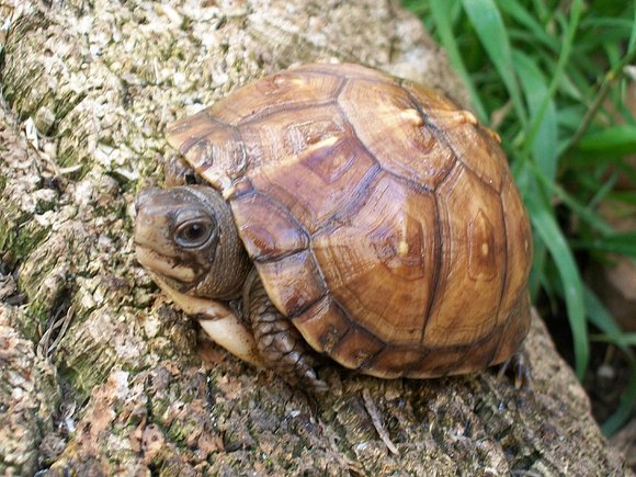 T.c.carolina subadulta.