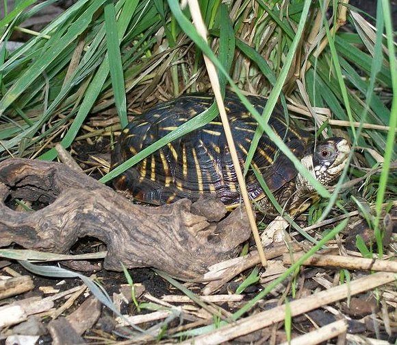 Juvenil de T.ornata