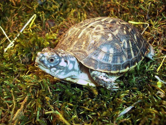 Terrapene ornata