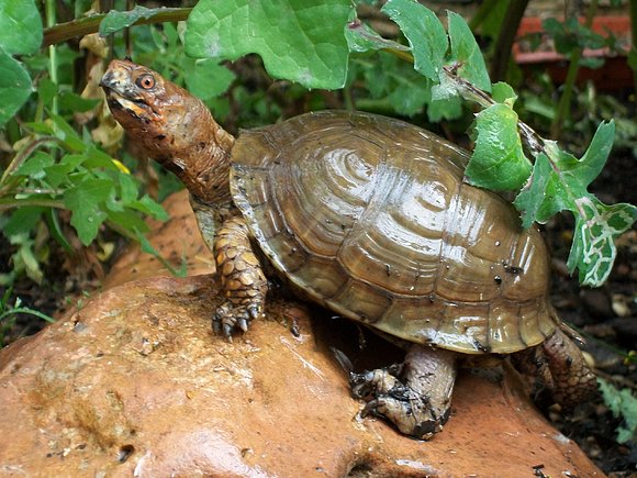 Macho de T. carolina triunguis