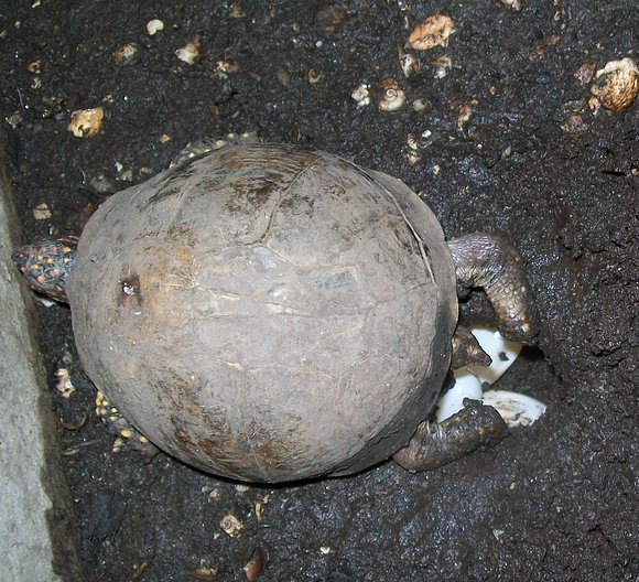 Puesta de Terrapene carolina triunguis.