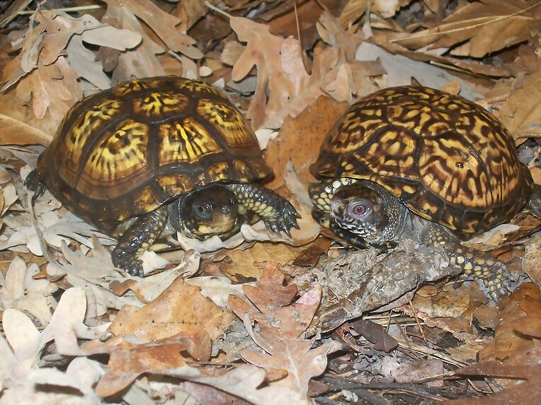 Pareja subadulta de terrapene carolina carolina