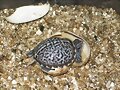 Terrapene ornata luteola.