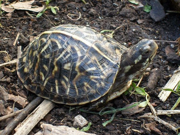 Terrapene carolina bauri