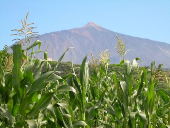 El Teide, desde la distancia.