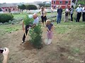 Plantando un laurel