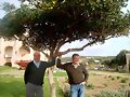 Mingo i toni