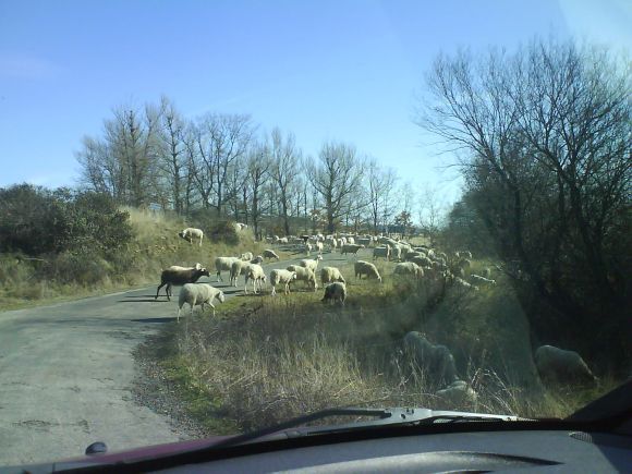 Está claro quién manda en la "carretera"...