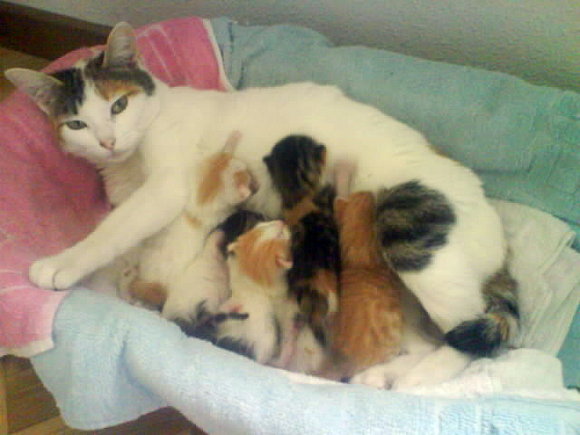 ESOS LINDOS GATITOS...