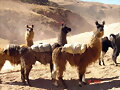 Yo y mi llama...pues llama se llama...