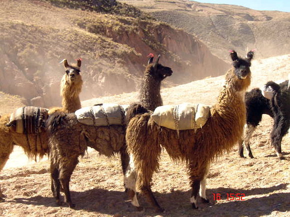 Yo y mi llama...pues llama se llama...