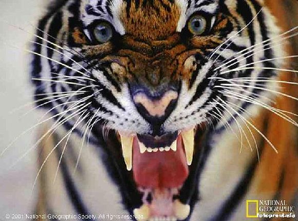 el poder animal