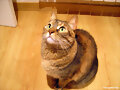 Xixi, mi gata