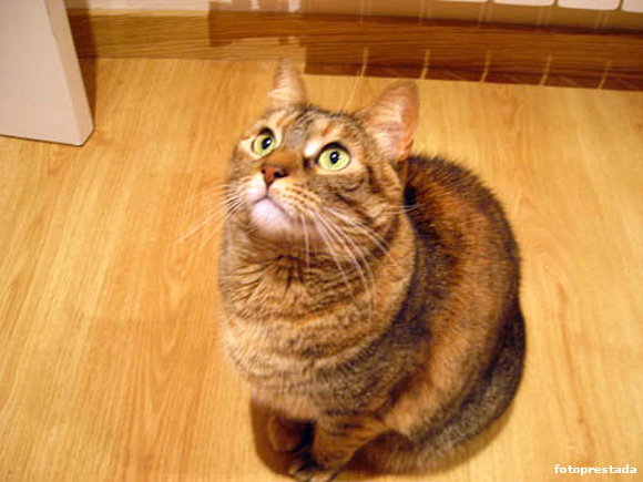 Xixi, mi gata