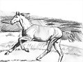 Estudio sobre caballos 3