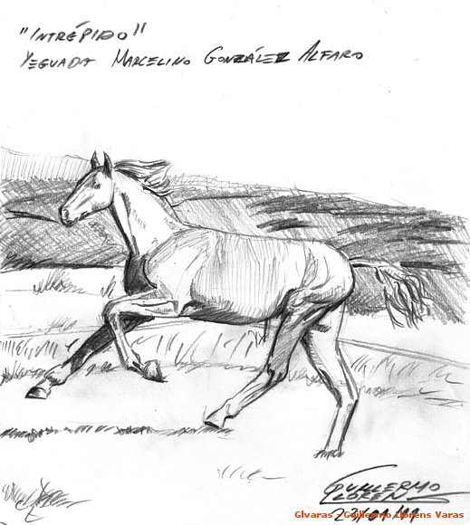 Estudio sobre caballos 3