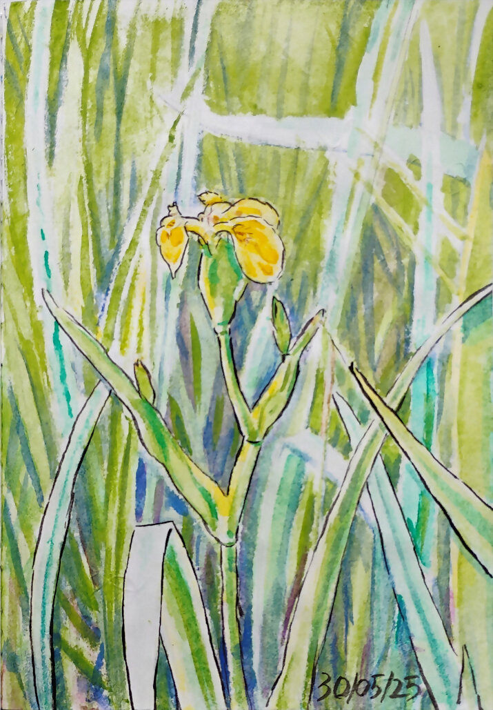 Lirio amarillo en el Parque Infantil