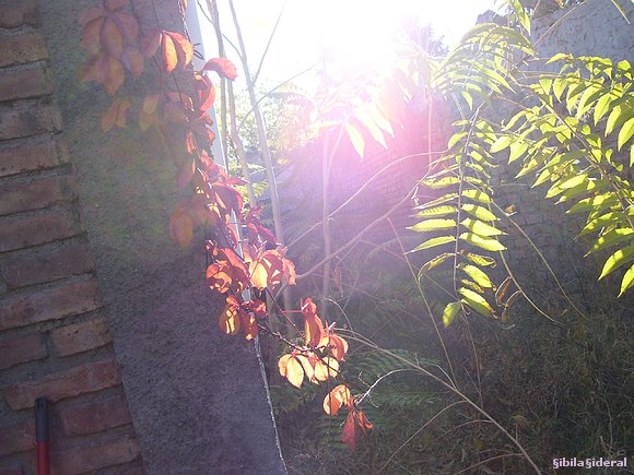 Mi jardin...mágico