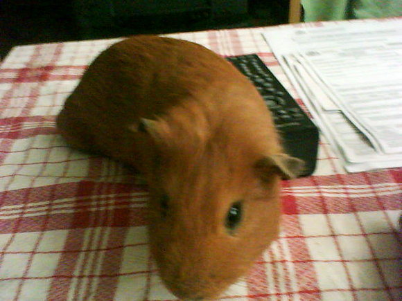 CHEWIEEE