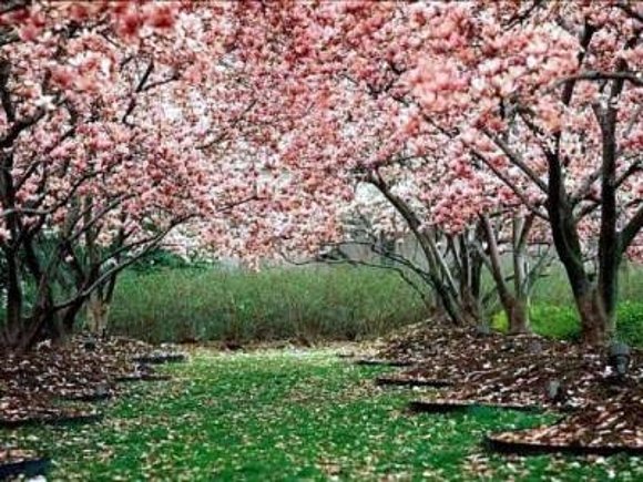 Bruja Primavera