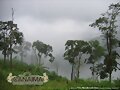 Fondo Canaima V2