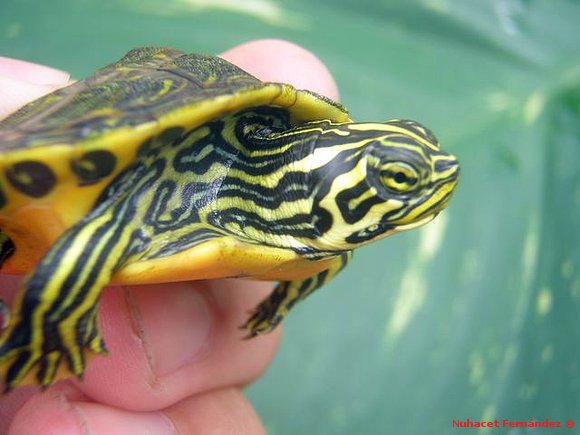 Pseudemys nelsoni