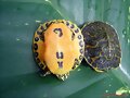 Plastron y caparaz&oacute;n, Pseudemys nelsoni