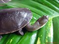 Chelodina mccordi