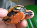 Emydura subglobosa