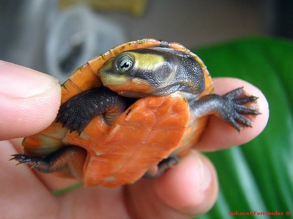 Emydura subglobosa