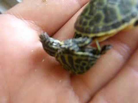 Gemelas neonatas de Pseudemys