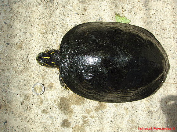 Hembra reproductora P. nelsoni