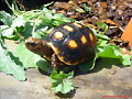 Geochelone carbonaria