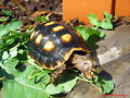 Geochelone carbonaria papeando malva