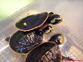 Emyduras reci&eacute;n nacidas
