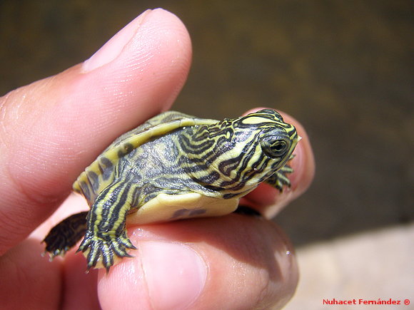 Neonato Pseudemys nelsoni