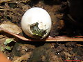 Nacimiento Pseudemys nelsoni