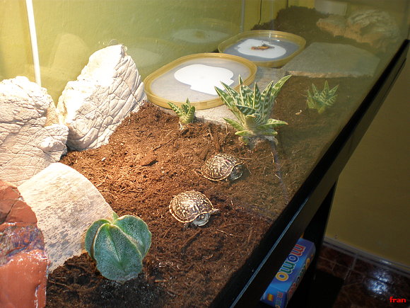 terrapene ornata ornata