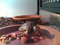 ornata comiendo corazon de ternera