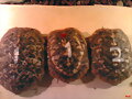 malacochersus tornieri