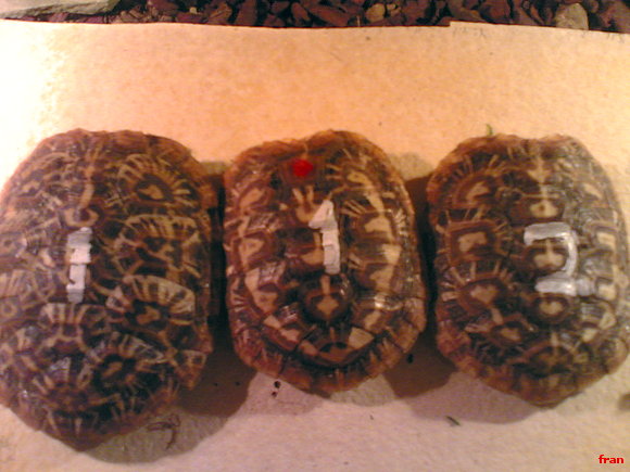 malacochersus tornieri