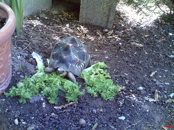 macho g.radiata