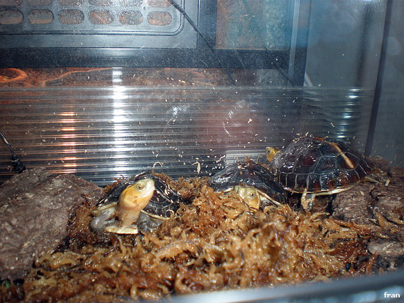 cuoras flavomarginatas