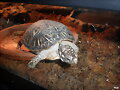 terrapene ornata ornata